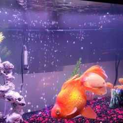 Aquarium 75th Gal with stand