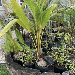 Coconut Palms 3 Gallon