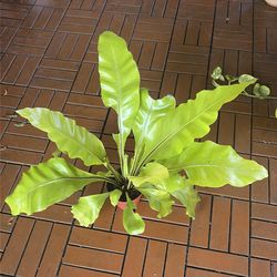 Birds Nest Fern plant 4”