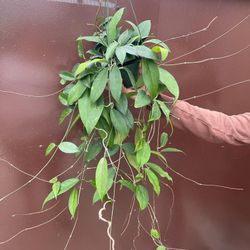 6” hoya fungii x pubicalyx royal hawaiian