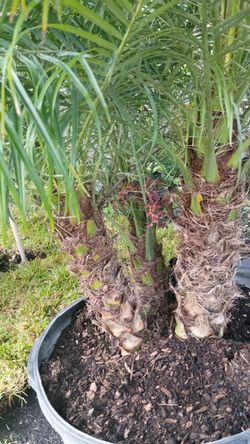 Rubeline Palm - $160