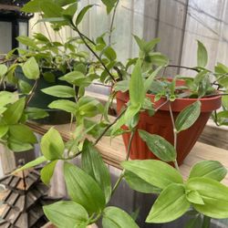 Tradescantia / Wandering Willie Plant 