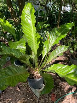 Anthurium planta para interior
