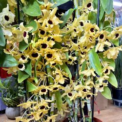 Gatton Sunray 4 Feet Tall Orchids In 10” Pot 