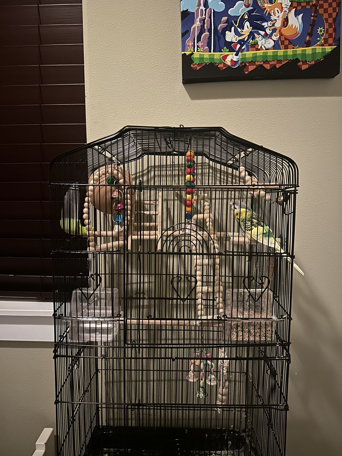 parrots with a cage and toys