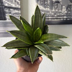Silver Frost Snake Plant