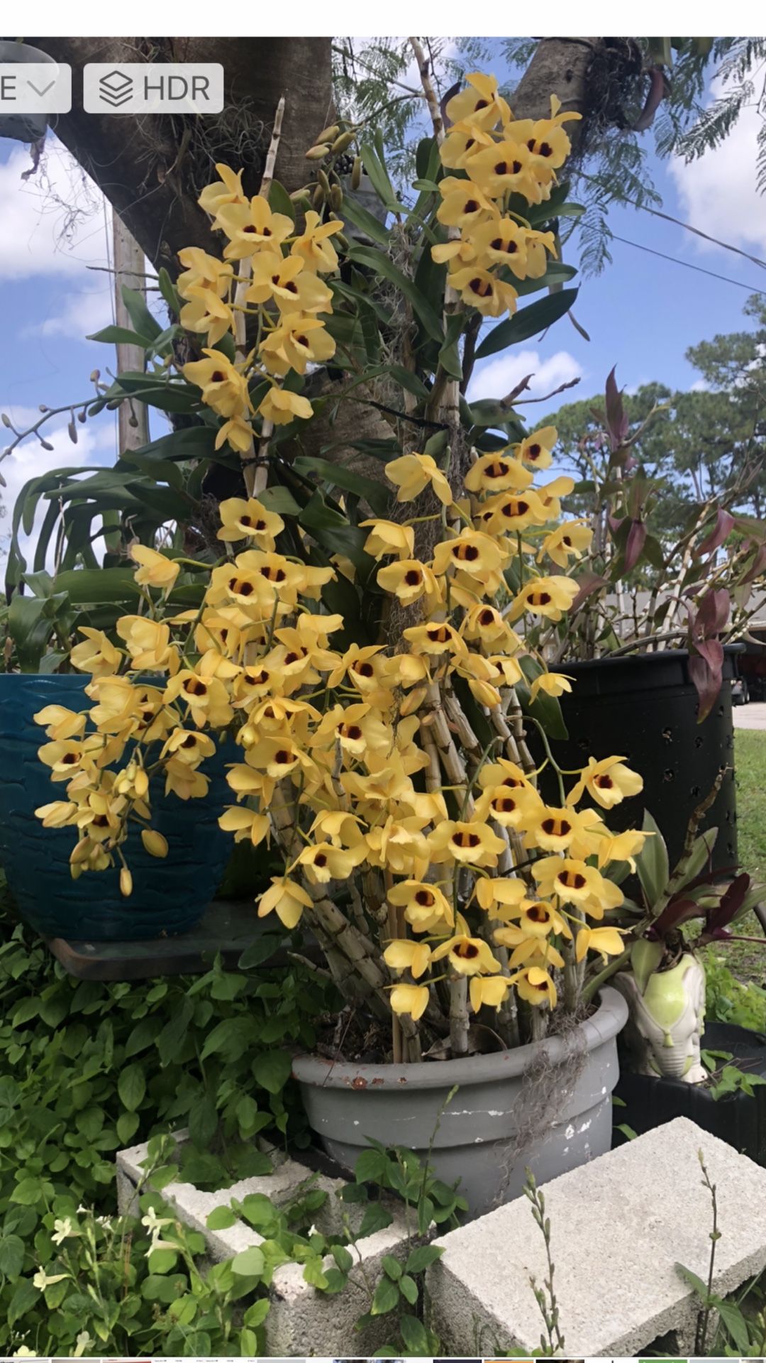 HUGE!!! Orchid Dendrobium Gatton Sunray