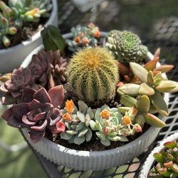 Succulent Arrangements 