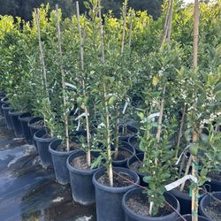 Hundreds of flowering & fruiting citrus and tropical trees