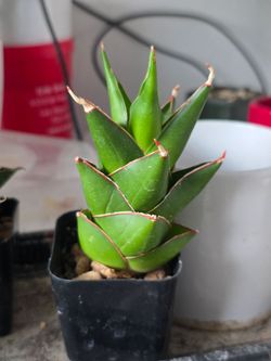Sansevieria tower rare plant