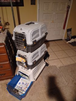 Cajas Para Perro 50 Por Las 3