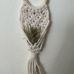 Air Plant With Hangar