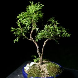 Cypress Bonsai Tree - Live Outdoor Plant