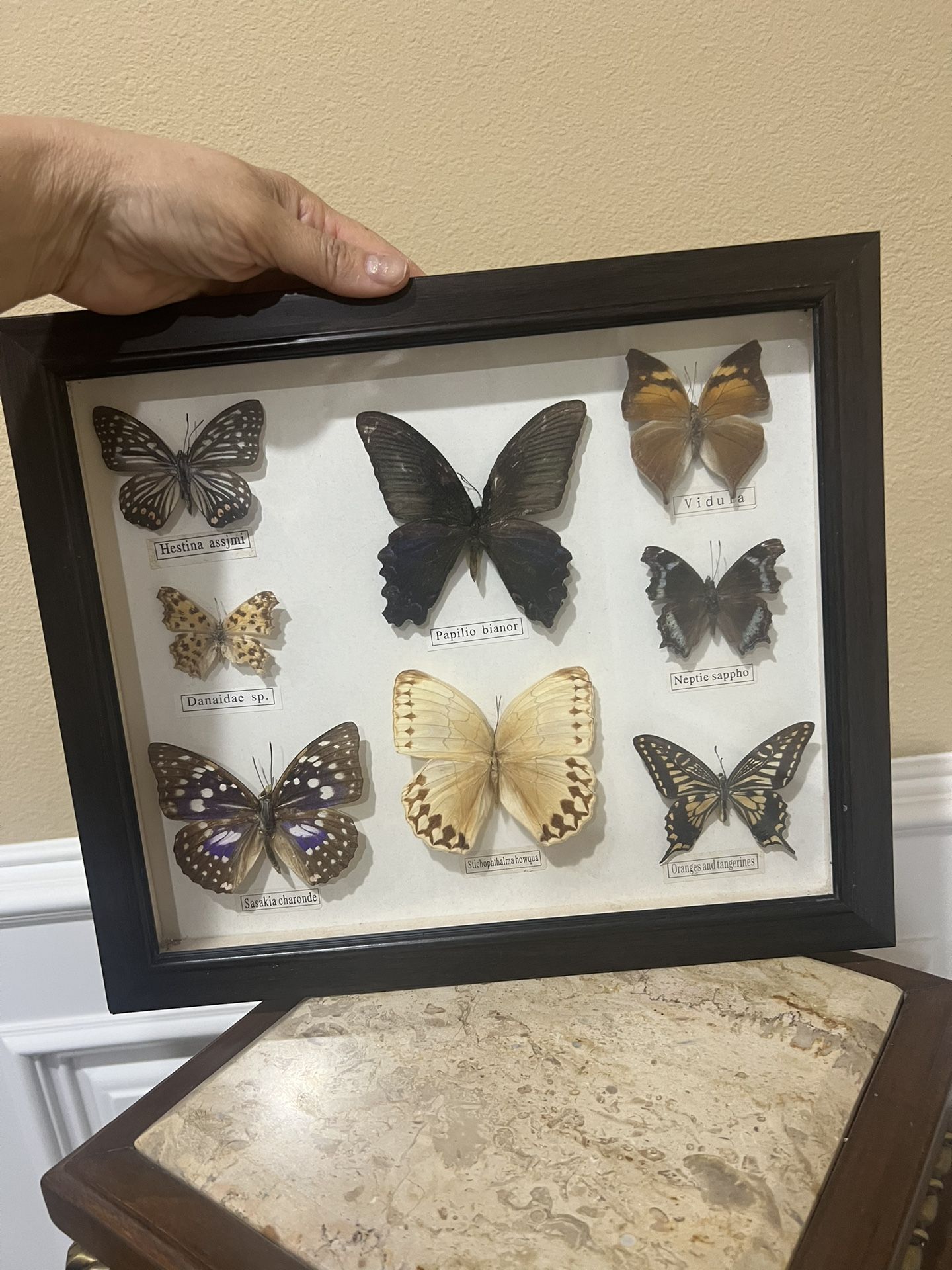 Butterfly Dried. Square Wood Framed Wall