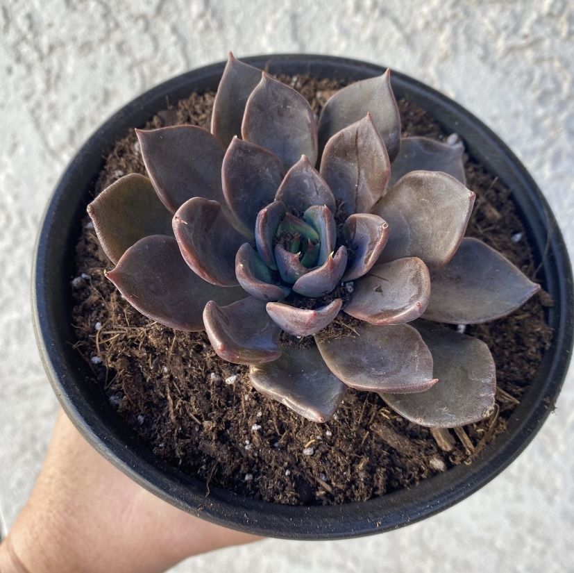 6 Inch Pot Succulent Plant - Echeveria Affinis - Black Prince - Rooted & Stablished - Drought Resistant - 🪴