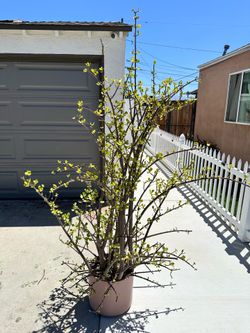 Elephant bush