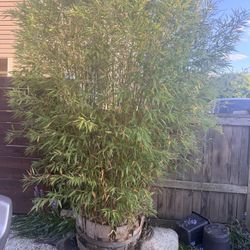 Bamboo In A Pot
