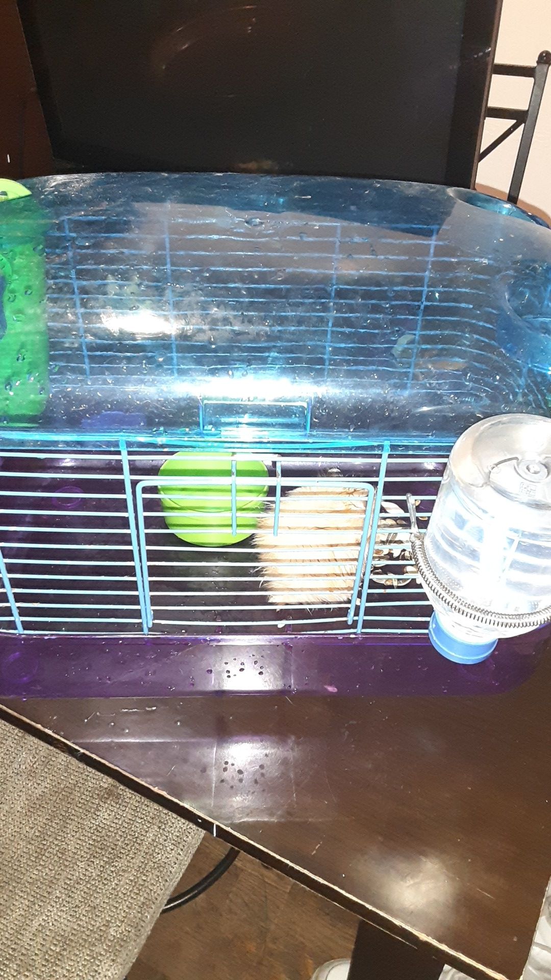 Hamster male and food and cage