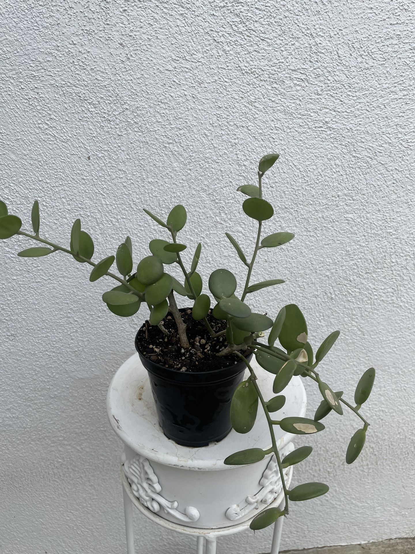 String Of Coin/ Silver Dollar Coin Succulent Plant