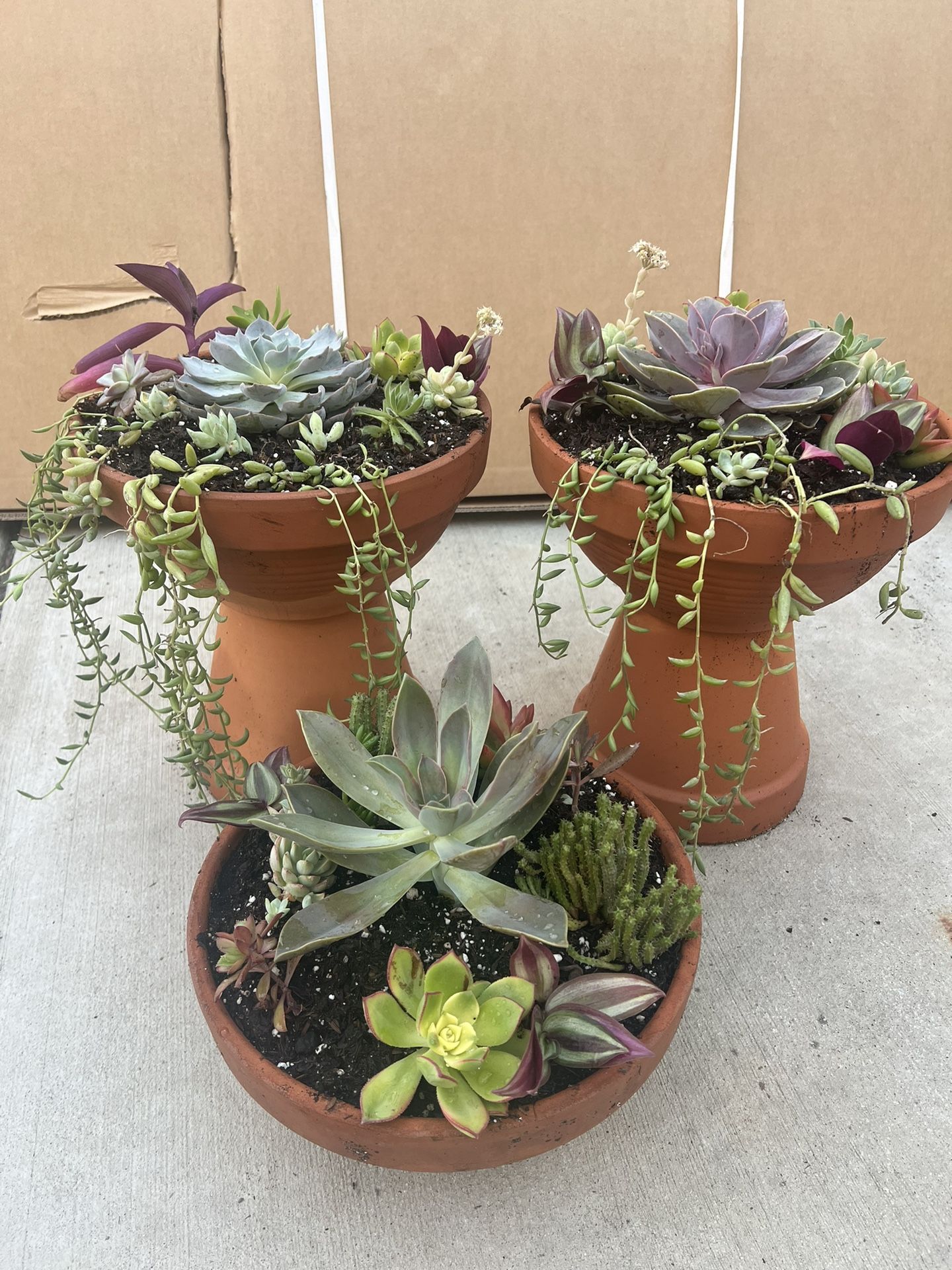 Succulent Planter