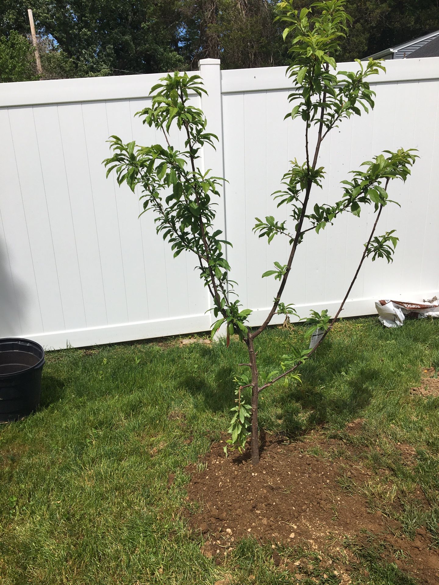 Fruit Trees 200$ Delver and Installed