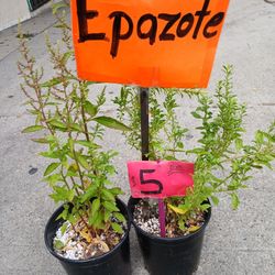 Epazote 