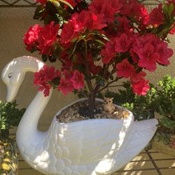 Bonsai Red Azalea Planted In A White Goose Pot $70