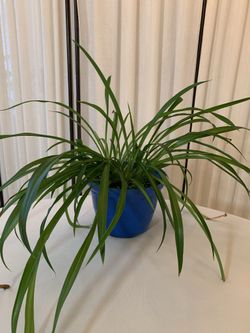 Spider Plant