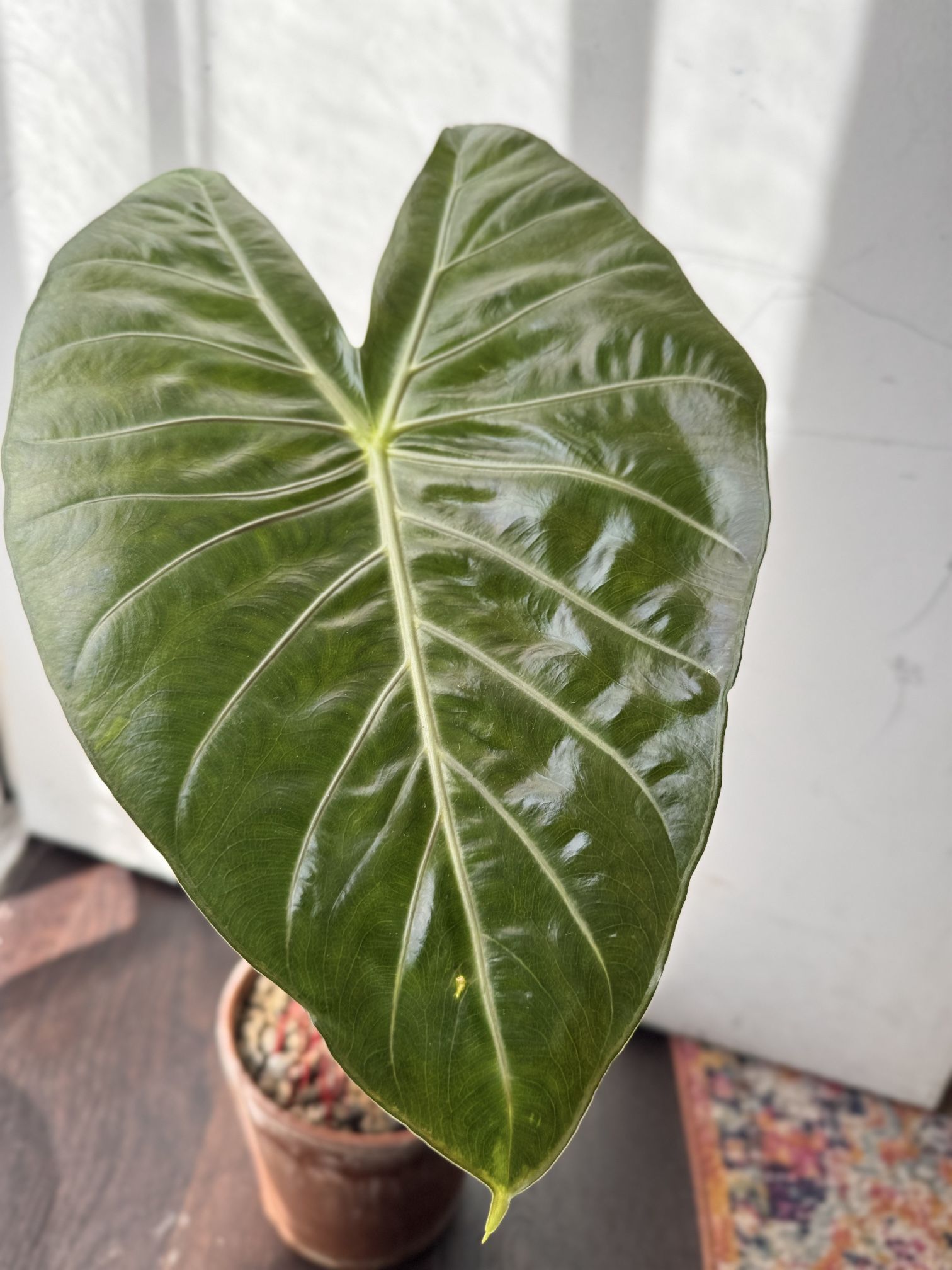 Alocasia Plant