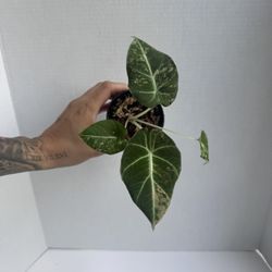Alocasia Black Velvet Aurea 