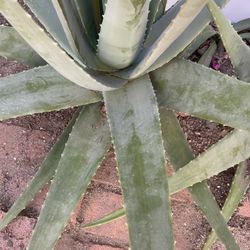 Fresh Aloe Vera