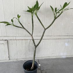 Árbol Plumeria 4ft $$40