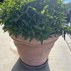 5 Huge Flower Pots With Flowers and Bushes 