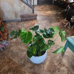 Large Monstera Plant In New Ceramic Pot