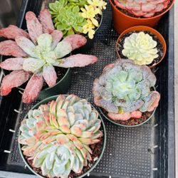 $100 A Tray Echeveria Imported 