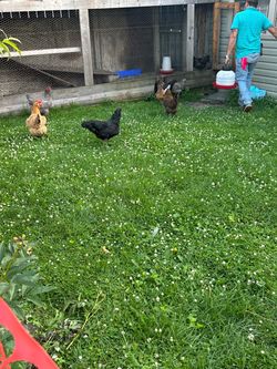 Grown chickens