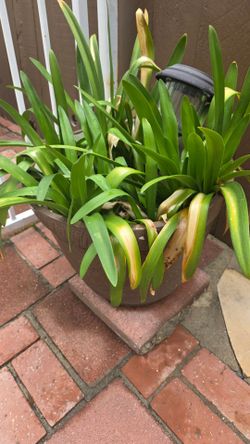 Potted plant $50 obo