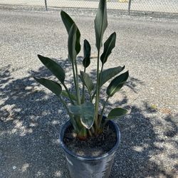 Bird Of Paradise 
