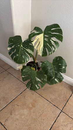 Monstera Thai Constellation