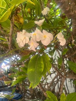 Free Free Free Plumeria , and Aloe vera