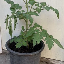 Tomato Plant 5 Gallons Pot 