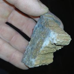Petrified Wood