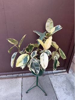 8” xl variegated rubber plant w/ multiple plants