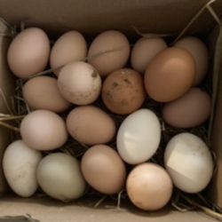 Farm Fresh Chicken Eggs 