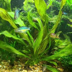 Red Flame Sword Echinodorus

horemanii Live Aquarium Plants