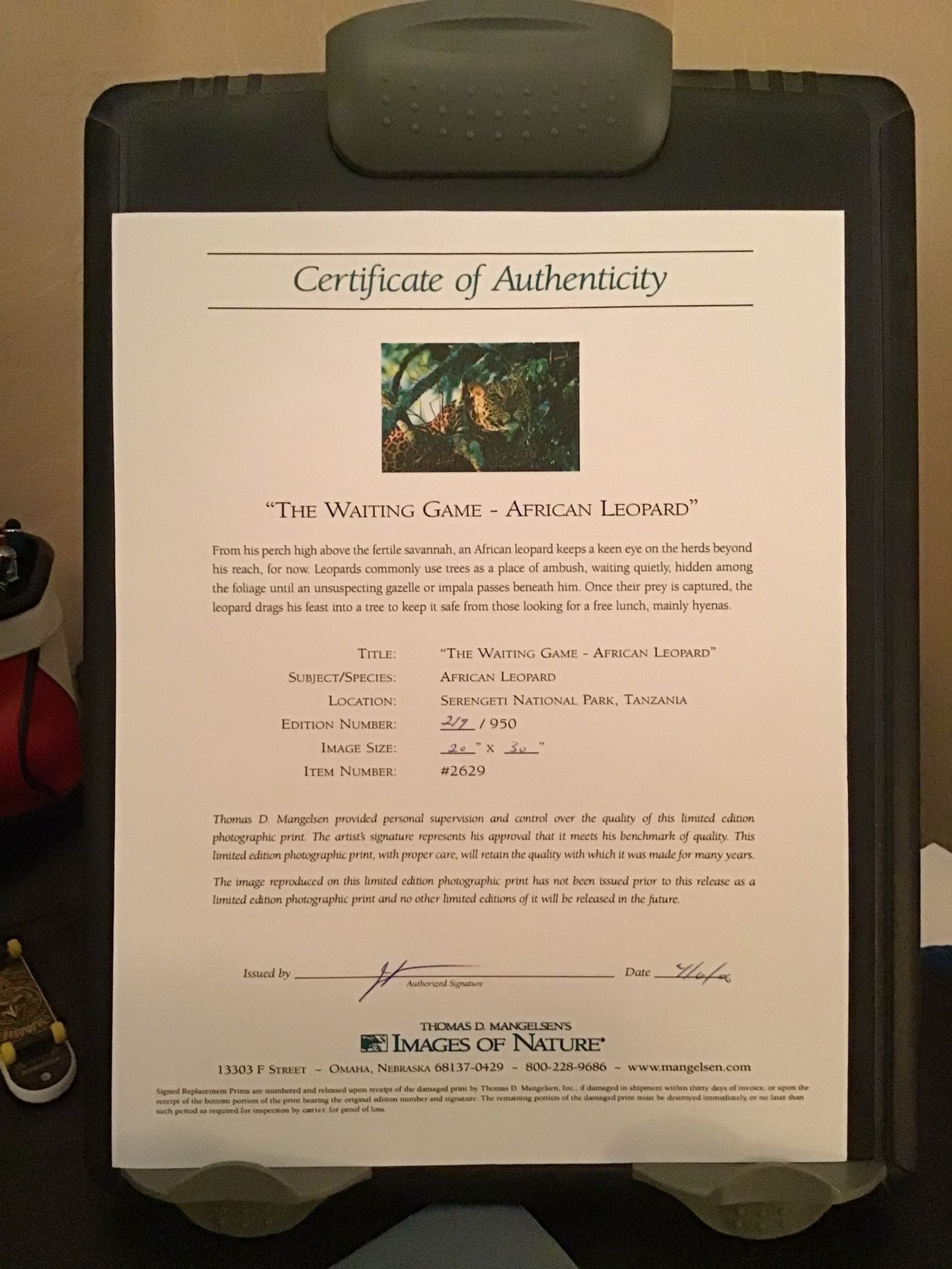 Thomas Mangelsen Limited Edition Print Photo Artwork, The Waiting Game