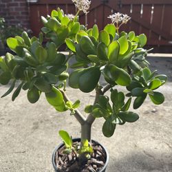 Potted Jade Plants