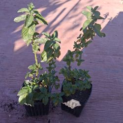 Yerbahuena Mexicana  O Menta