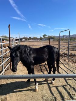 Horse stalls