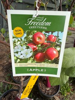 Apple trees